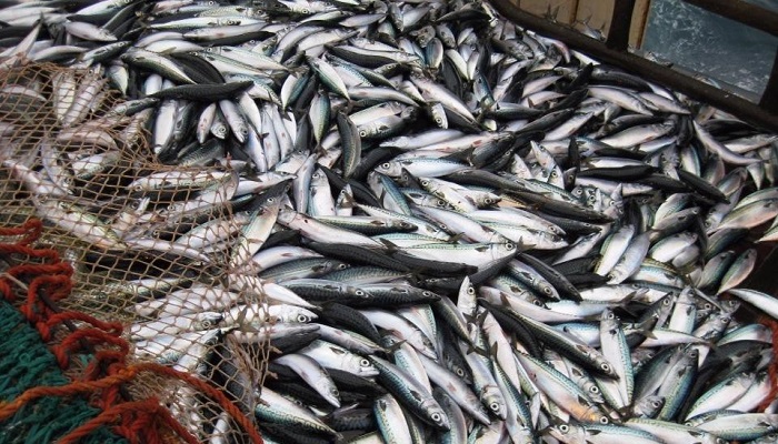 В России увеличат вылов рыбы и производство аквакультуры к 2030 году