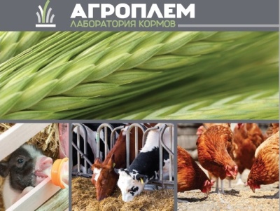 Определение остаточных количеств микотоксинов - анализ кормов
