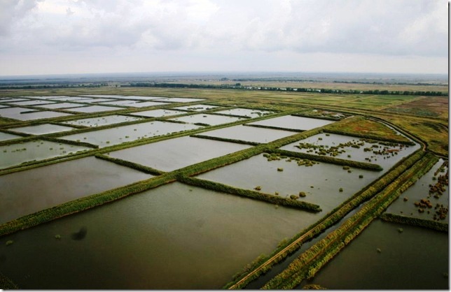 Облов нагульного пруда в рыбоводстве