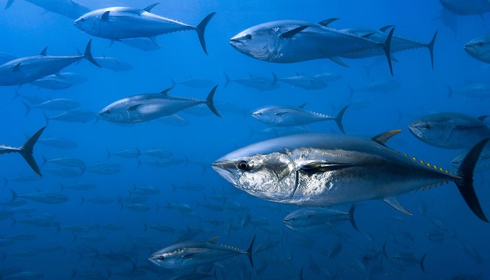 Повышение квот на вылов молодых особей голубого тунца