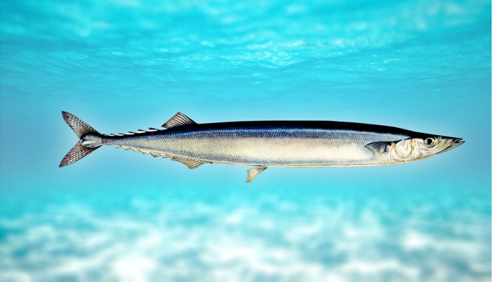 Сайра добавила оптимизма: ученые рассказали о перспективах лова иваси, скумбрии и сайры