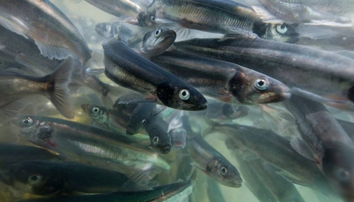 Аквакультура в режиме торможения