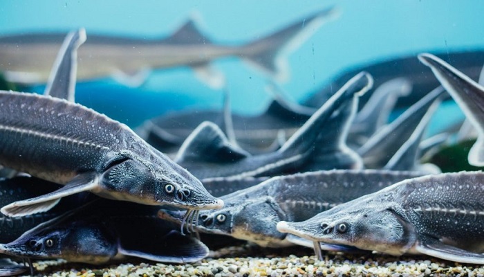 Революция в рыбоводстве: успешное получение икры стерляди на Зеленоборском заводе