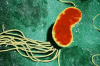Разнообразные биологические функции PhoP/PhoQ в Pseudomonas plecoglossicida: влияние на реакцию на стресс и вирулентность