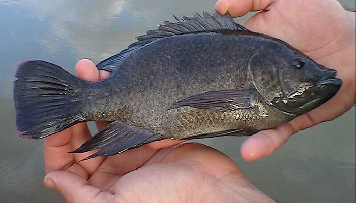 Вьетнамская тилапия заполонила бразильский рынок: вызовы для рыбоводческого сектора