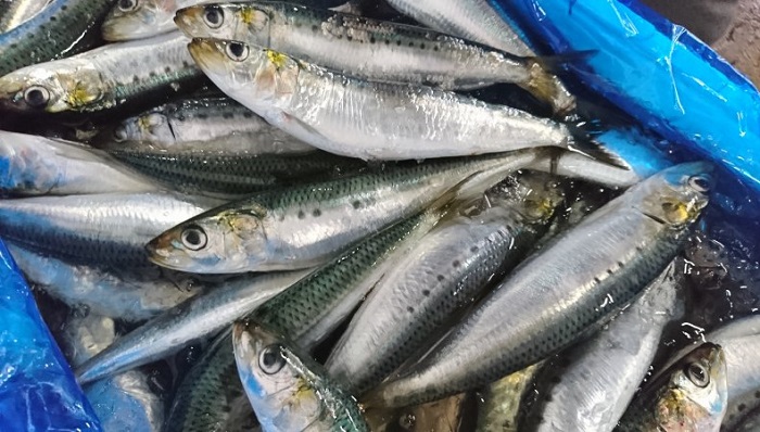 Сардины-иваси и тихоокеанские лососи: новые горизонты рыбного промысла