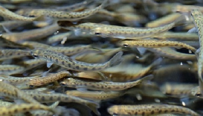 Устойчивый рост производства форели в Сочи: достижения и перспективы