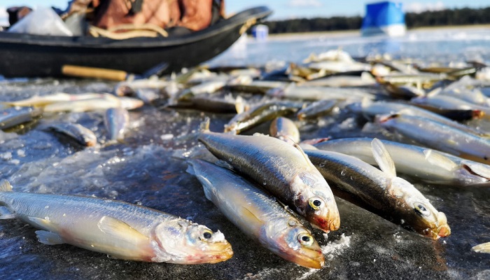 Обновлён список рыб для промышленного лова во внутренних водах России