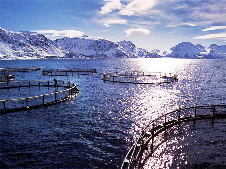 Озерное товарное рыбоводство ориентированное на стабильное развитие