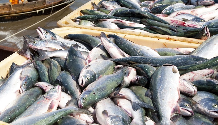 Вылов дальневосточных лососёвых достиг 37,4 тыс. тонн 