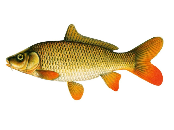 Видовой состав рыб, рекомендуемый для выращивания в прудах