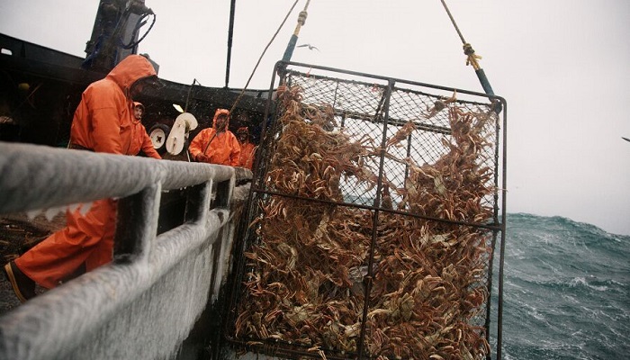 Экономический эффект крабовых аукционов: анализ и перспективы