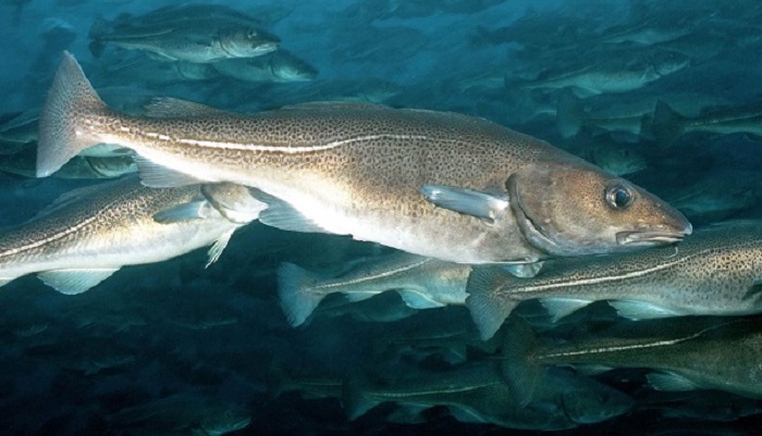 Важность оценки запасов минтая в Беринговом море для российского рыбного промысла