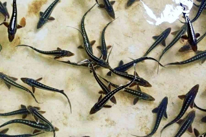 Правильная технология вылова сеголетков из выростных прудов