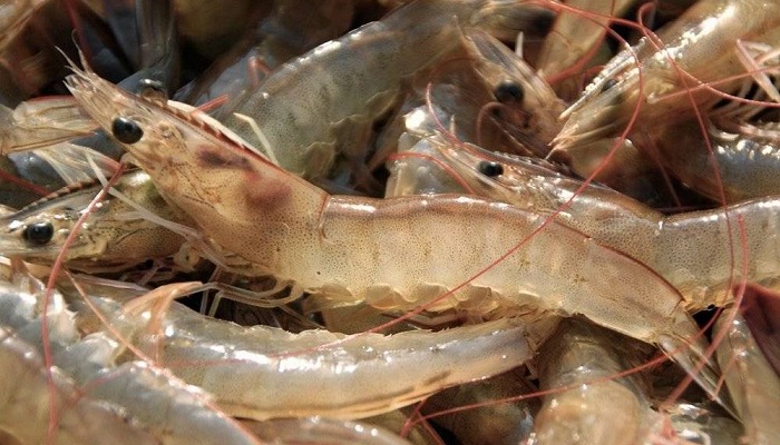 Запущена новая кампания по продвижению креветок