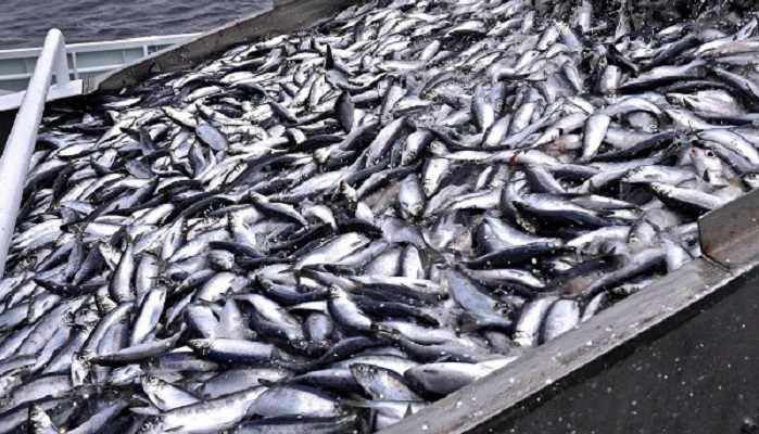 Российские рыбаки на 11% нарастили вылов к уровню прошлого года — добыто более 1,25 млн тонн