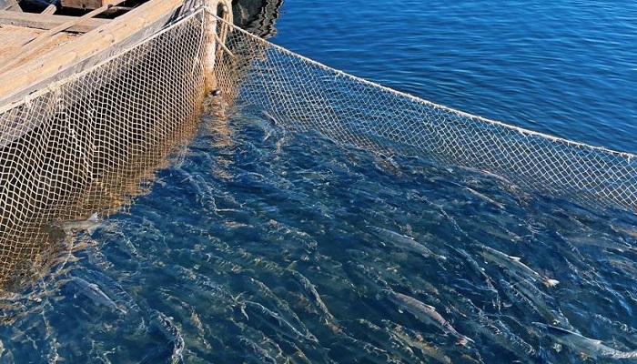 Российские рыбопромышленники добыли около 2,8 млн тонн водных биоресурсов