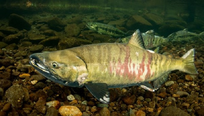 Плавучий рыбоводный цех на Дальнем Востоке: инновации в сохранении популяции кеты
