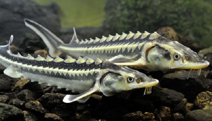 Контрабанда осетра в Астраханской области: уголовное дело и экологические последствия