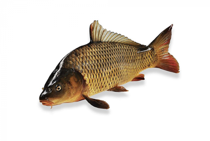 Подготовка к зимовке карпа