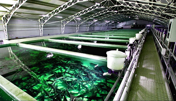 Развитие аквакультуры в Ненецком автономном округе: новые горизонты для рыбоводства