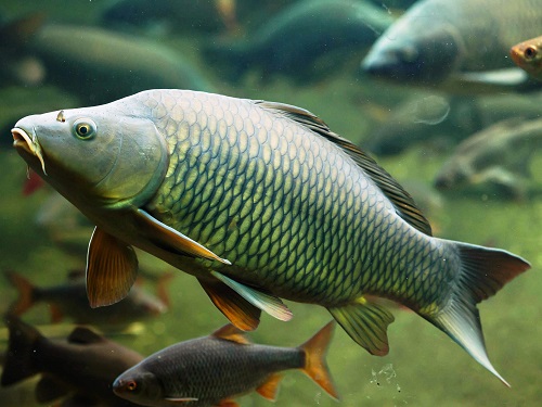 Немецкие ученые изучили действие изоэвгенола на рыбу