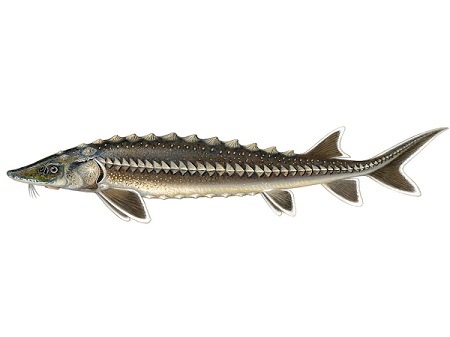 Состав воды для осетров