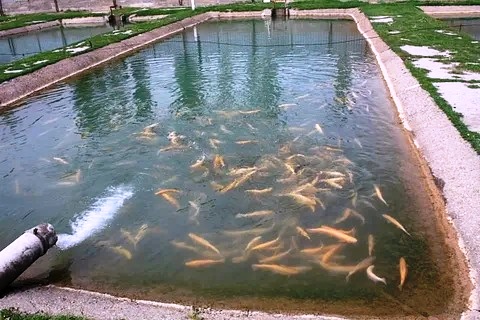 Поэтапный план рационального спуска воды из пруда