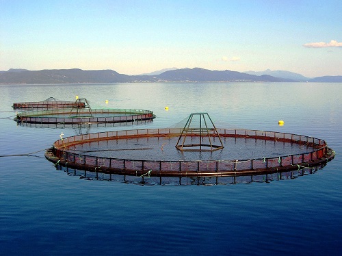 Выдерживание производителей рыбы в естественных условия