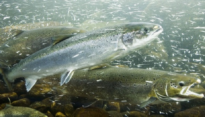 Филе фермерского и дикого лосося: какое выбрать для здорового питания?