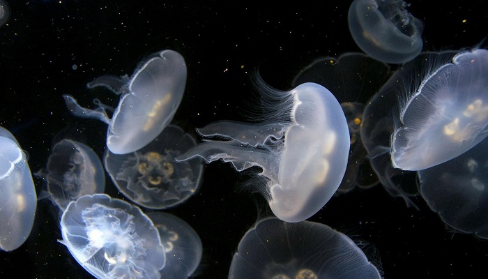 «Почти миллион тонн надо куда-то девать»: ученые из Ростова придумали БАДы из медуз