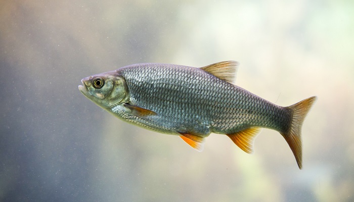 Новые аквакультурные диагнозы: изменения в страховании объектов аквакультуры