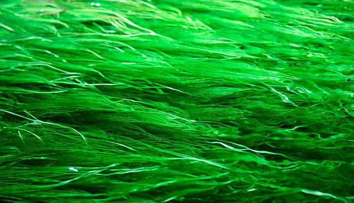 Разработка технологии производства хлореллы на юге России: шаг к биотехнологическому будущему