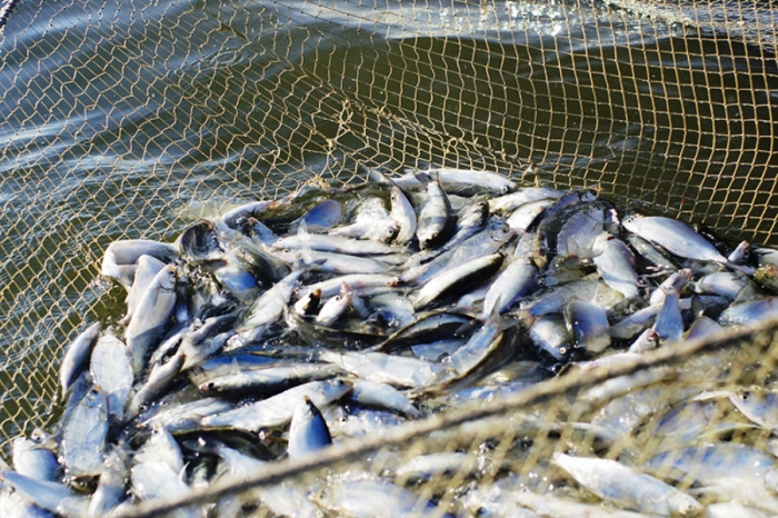 Руководство по вылову рыбы из неспускаемого пруда