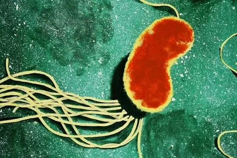Разнообразные биологические функции PhoP/PhoQ в Pseudomonas plecoglossicida: влияние на реакцию на стресс и вирулентность